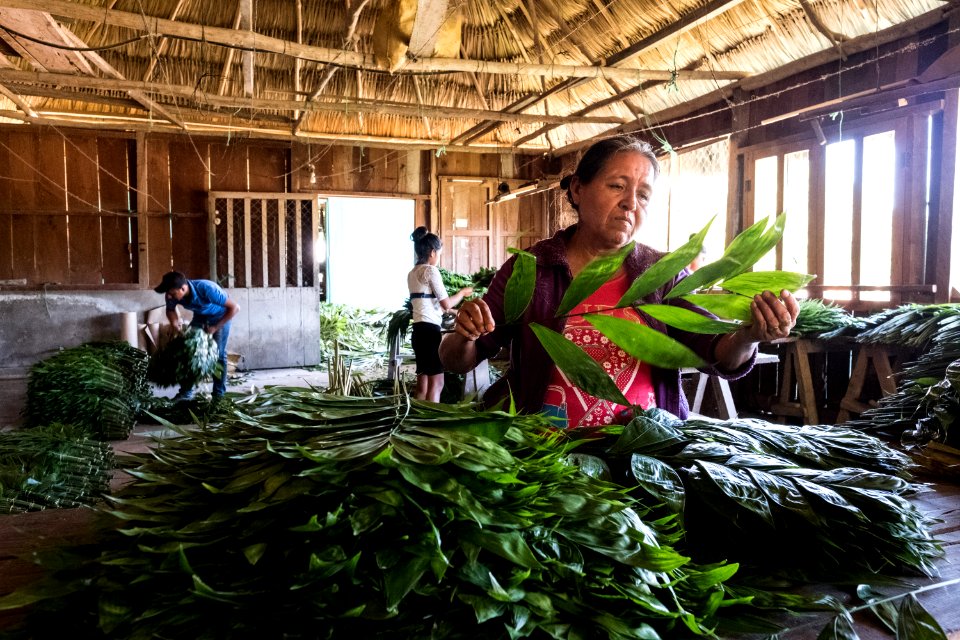USAID Measuring Impact Conservation Enterprise Retrospective (Guatemala; Rainforest Alliance) (40304818351)