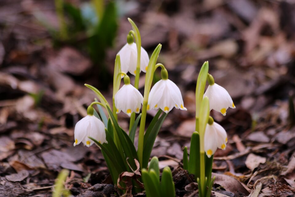 Snowflake flower bulbs spring