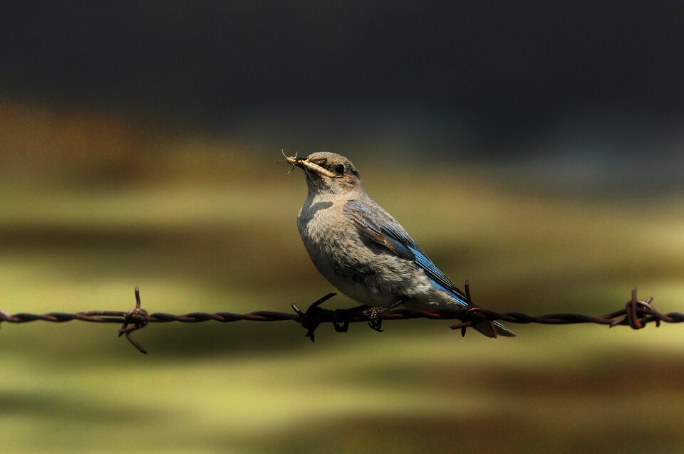 Outdoors animal bluebird