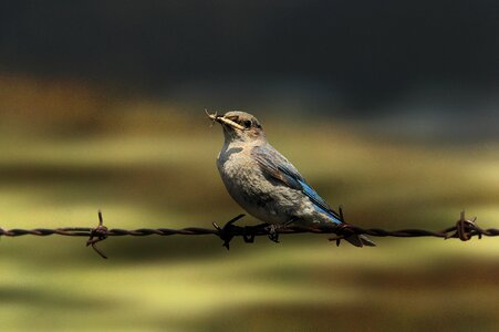 Outdoors animal bluebird