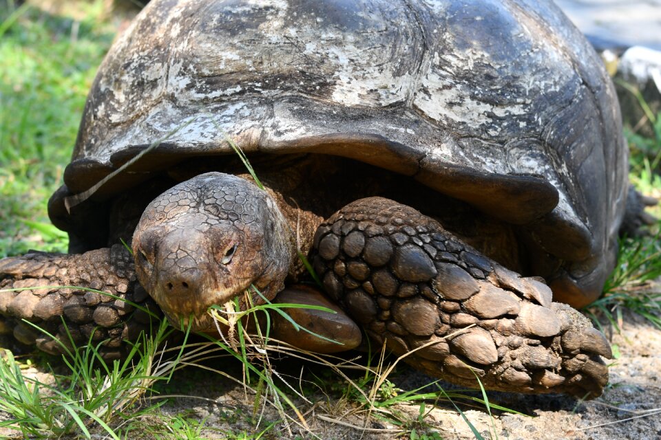Old tortoise amphibian grass