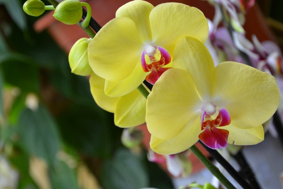 Offer events flowering