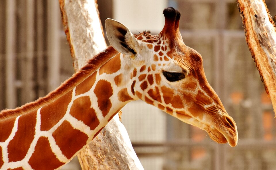 Animal portrait wild animal tierpark hellabrunn