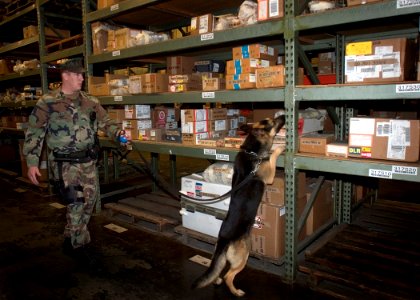 US Navy 041026-N-5134H-002 Canine Handler Master-at-Arms 1st Class Mark A. Taylor and Explosive Detection Dog Nero search the many shelves of Whidbey's Supply Warehouse for explosive