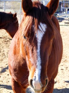 Brown animal equine