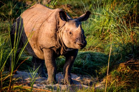 USAID Measuring Impact Conservation Enterprise Retrospective (Nepal; National Trust for Nature Conservation) (25430256667)