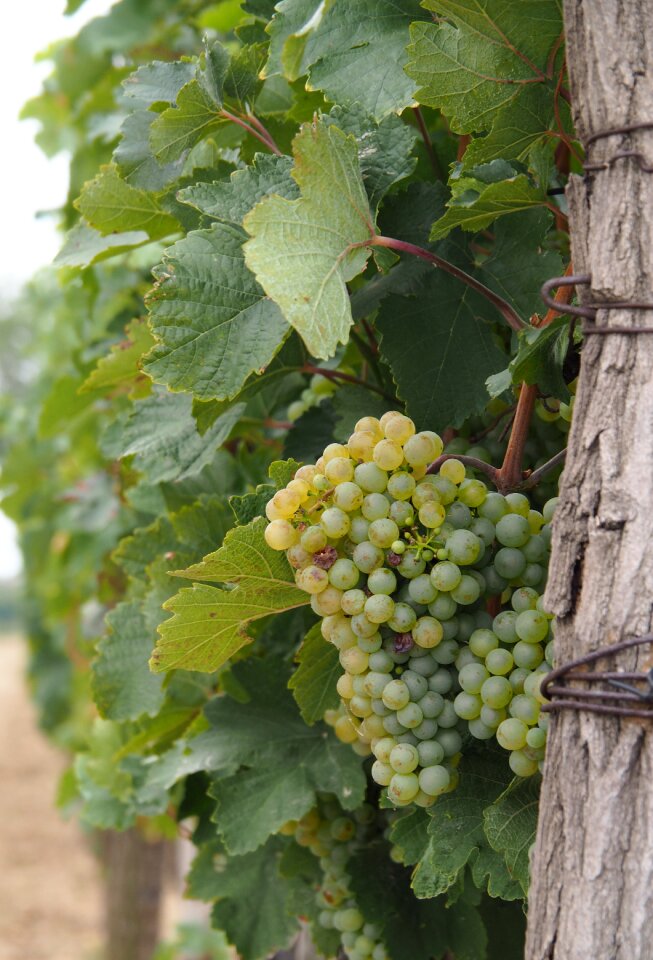 Winegrowing grapevine grapes