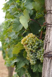 Winegrowing grapevine grapes photo