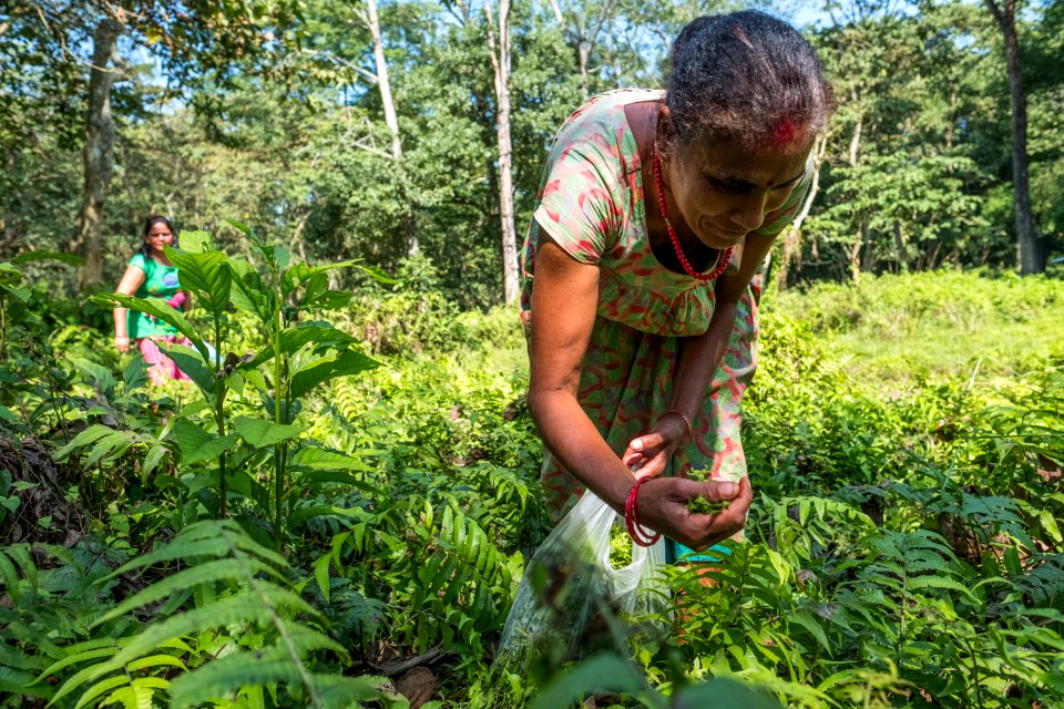 USAID Measuring Impact Conservation Enterprise Retrospective (Nepal; National Trust for Nature Conservation) (39403493665)