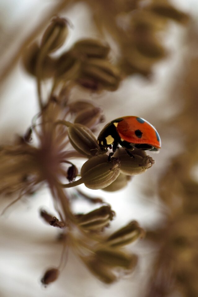 Insect nature macro