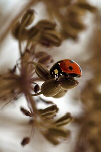 Insect nature macro