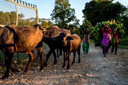 USAID Measuring Impact Conservation Enterprise Retrospective (Nepal; National Trust for Nature Conservation) (39404238475)