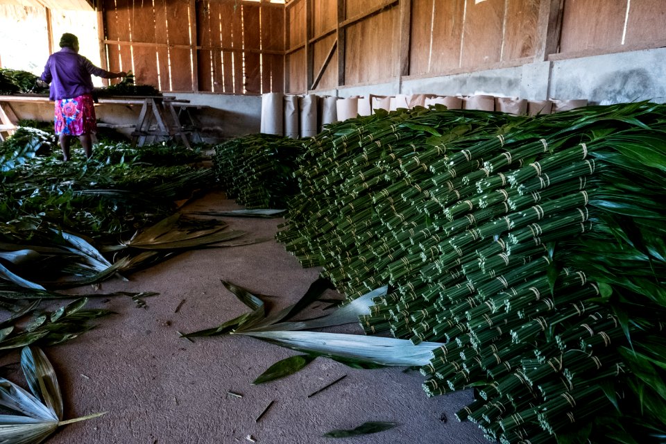 USAID Measuring Impact Conservation Enterprise Retrospective (Guatemala; Rainforest Alliance) (39593175234)