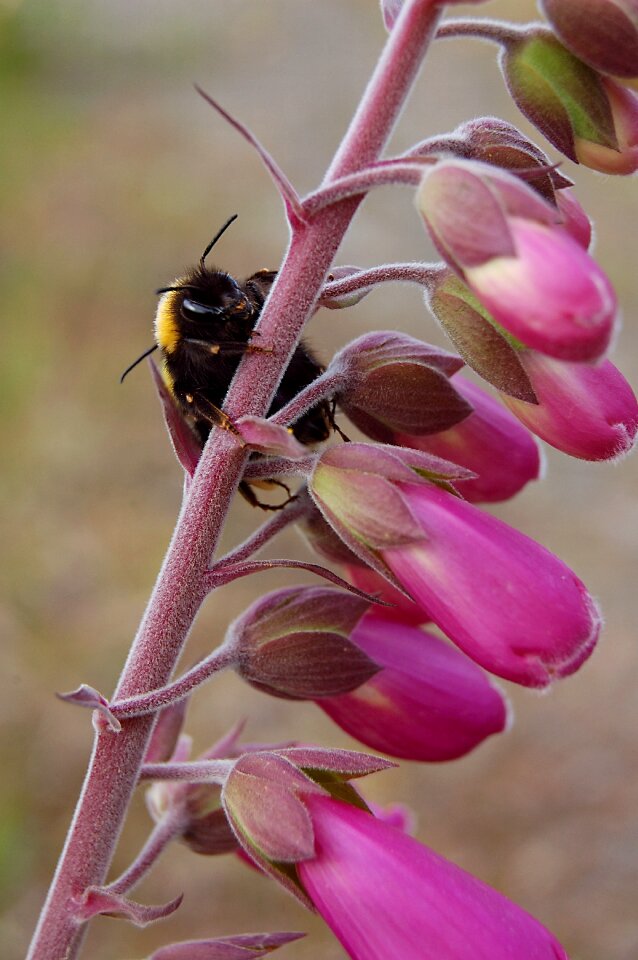 Digitalis honey-bee insect