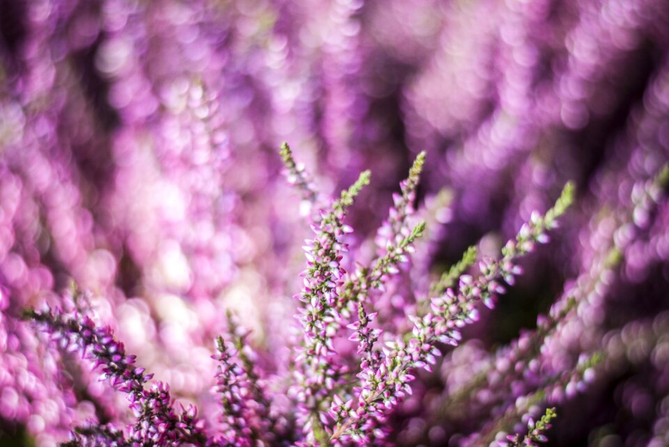 Plant color outdoors