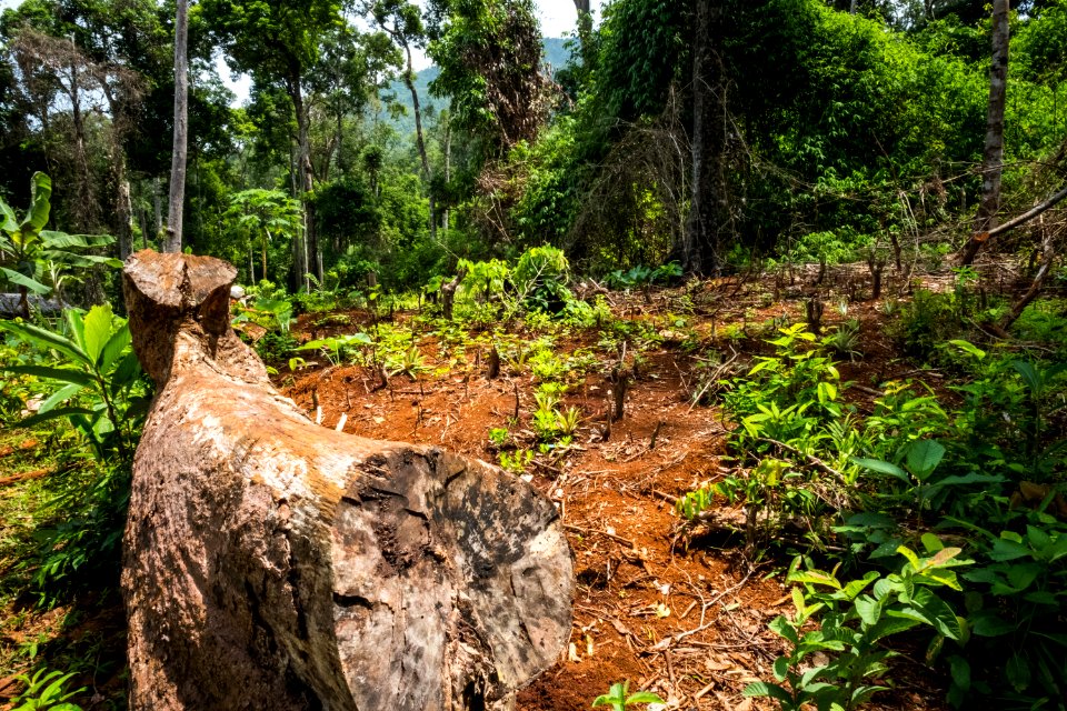 USAID Measuring Impact Conservation Enterprise Retrospective (Philippines; Nagkakaisang Tribu ng Palawan) (39581651894)