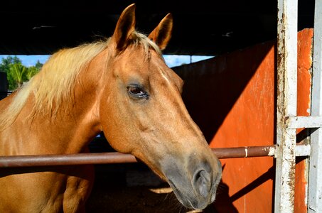 Farm stallion equestrian photo
