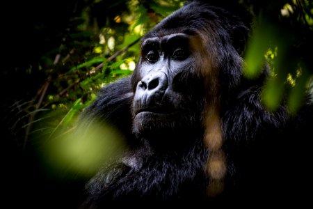 USAID Measuring Impact Conservation Enterprise Retrospective (Uganda; International Gorilla Conservation Program) (25422598127)