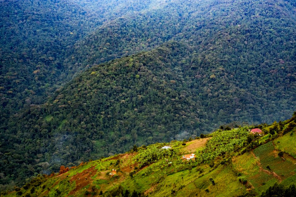 USAID Measuring Impact Conservation Enterprise Retrospective (Uganda; International Gorilla Conservation Program) (39396327035)