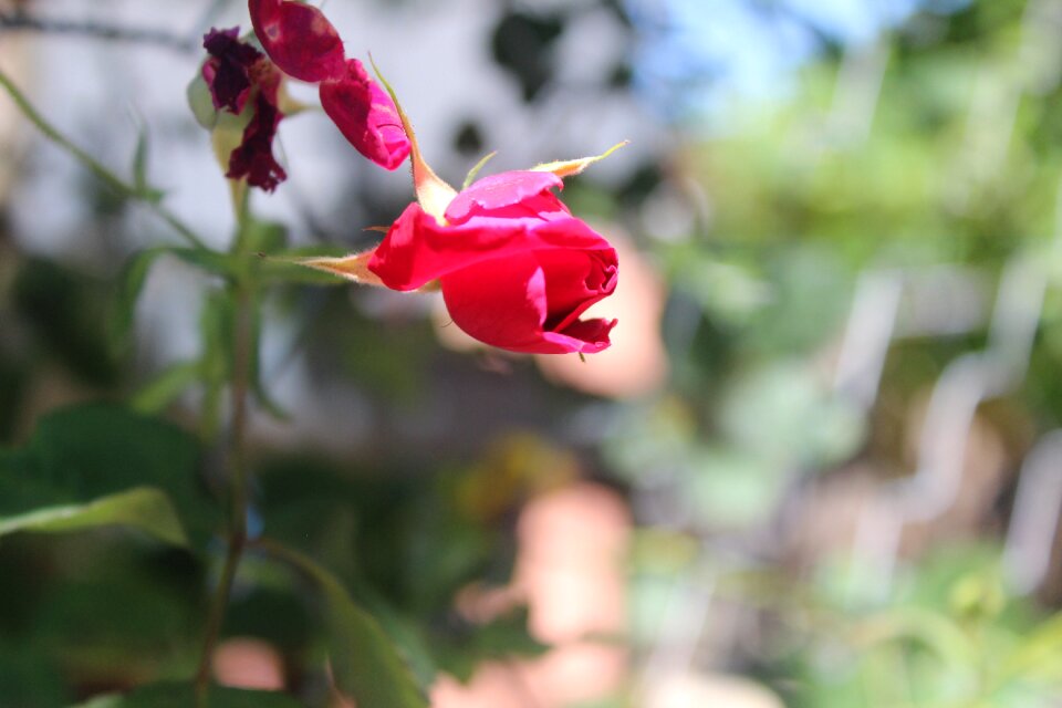 Rose red love