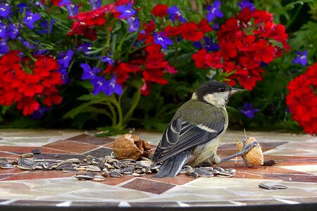 Parus major hunger bird seed
