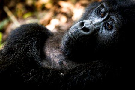 USAID Measuring Impact Conservation Enterprise Retrospective (Uganda; International Gorilla Conservation Program) (39396383295)
