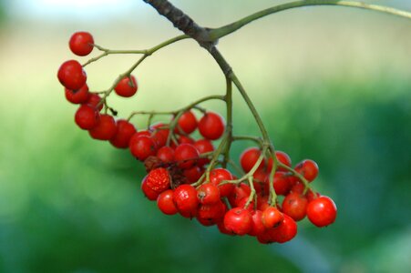 Forest sheet berries photo