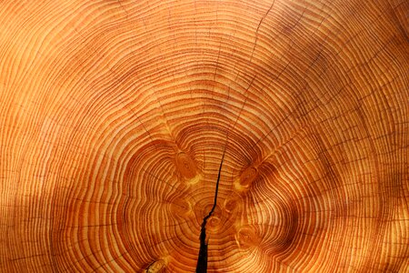 Picea conifer texture photo