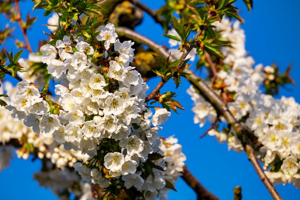 Tree branch blossom photo