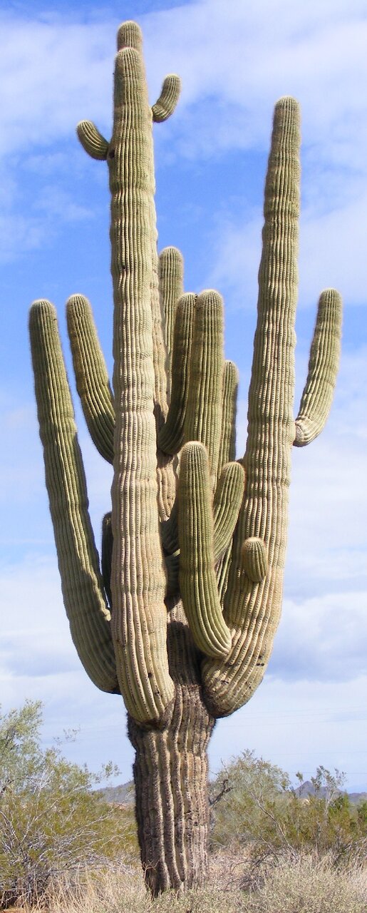 Arizona sonoran desert
