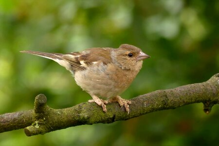 Frigilla coelebs young garden photo