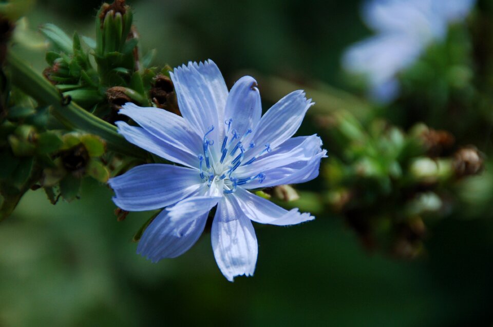 Summer green juffertje blue