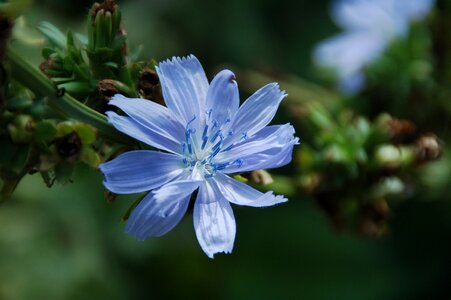 Summer green juffertje blue