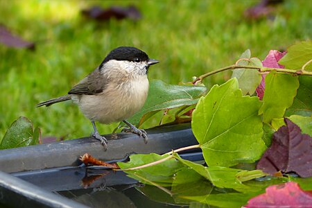 Marsh tit parus palustris foraging