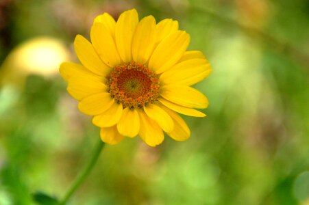 Sheet petal yellow