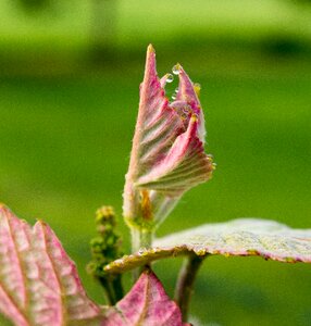 Flower grapevine dew
