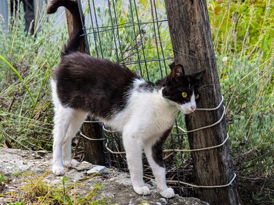 Cute kitty nature