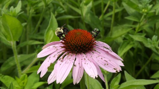Echinacea full bloom flowering