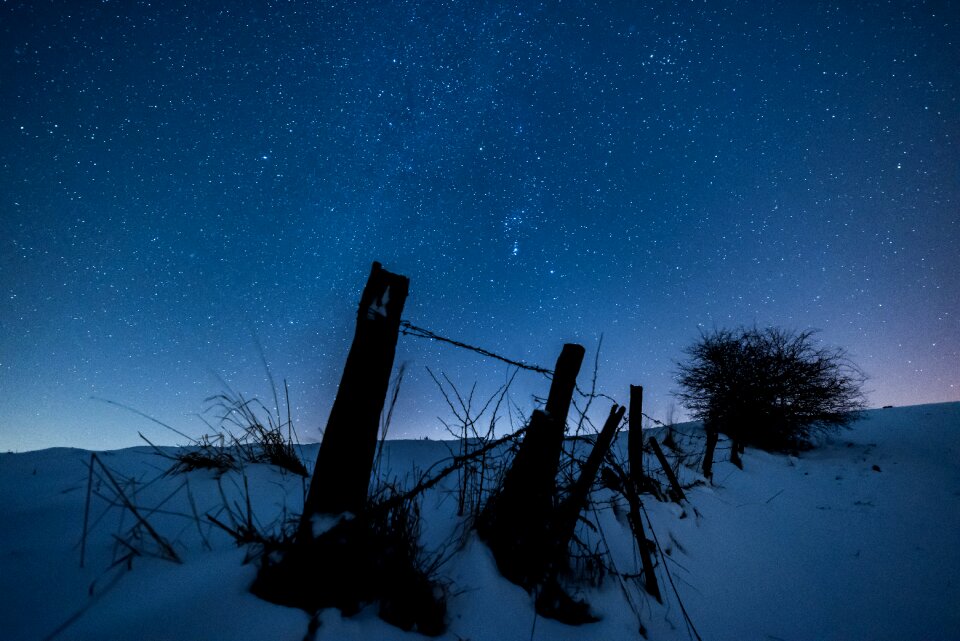 Tree star wintry