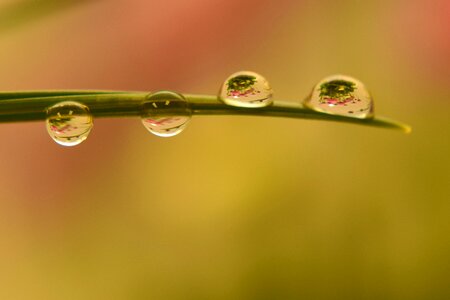 Droplets water blade of grass