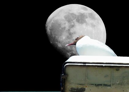 Birds mystical moonlight photo