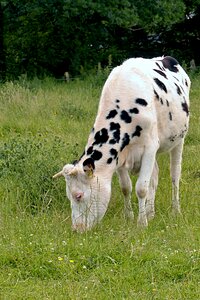 Vitula young livestock