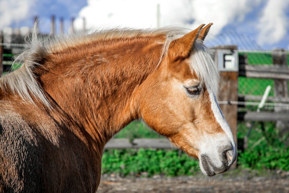 Pasture animal farm