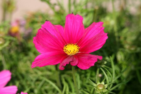 Pink flower pink summer