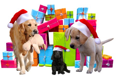 Christmas dog santa hat cap