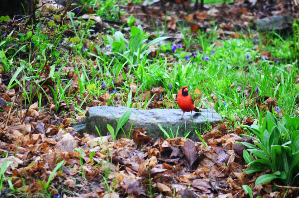 Wildlife animal wild