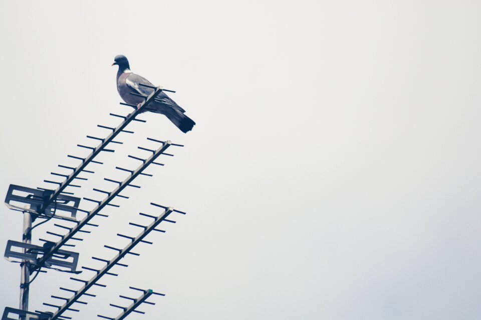 Steel bird animal