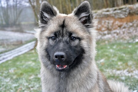 Eurasier colour pale fawn with black overlay black mask