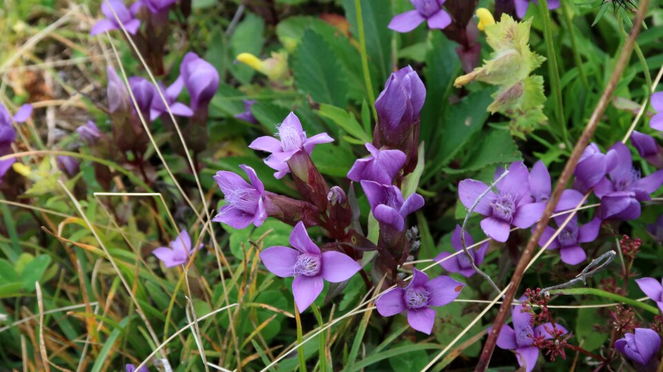 Flowers suisse rochers-de-naye