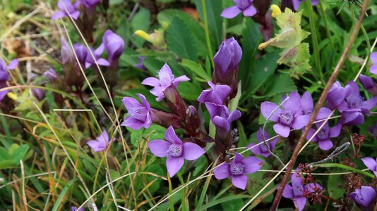 Flowers suisse rochers-de-naye